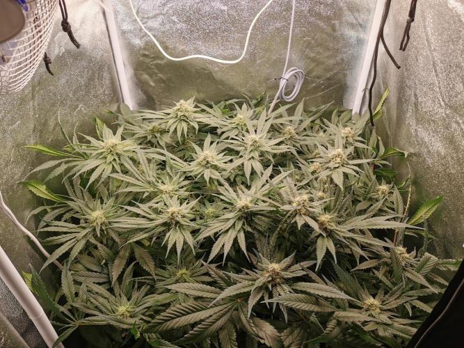 Apple Fritter Coco Grow. Week 12