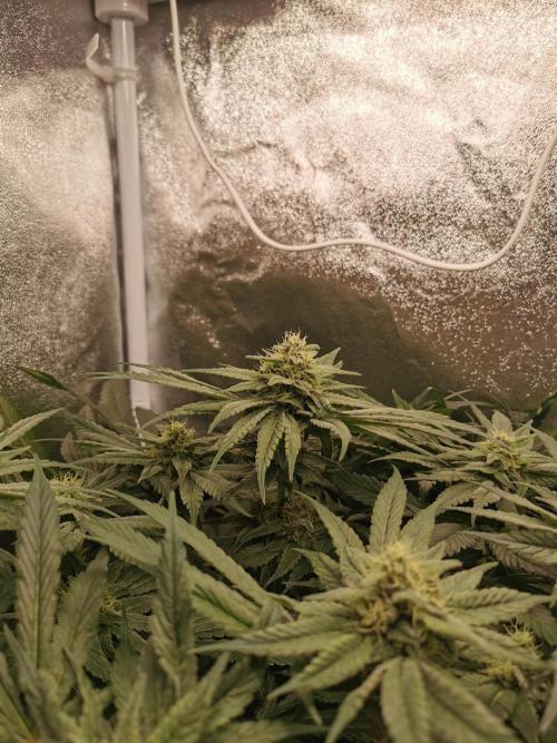 Apple Fritter Coco Grow. Week 12