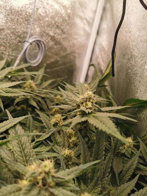 Apple Fritter Coco Grow. Week 12