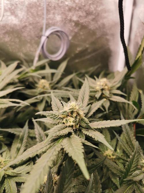 Apple Fritter Coco Grow. Week 12