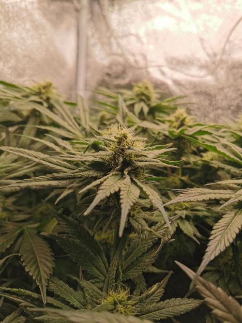 Apple Fritter Coco Grow. Week 12