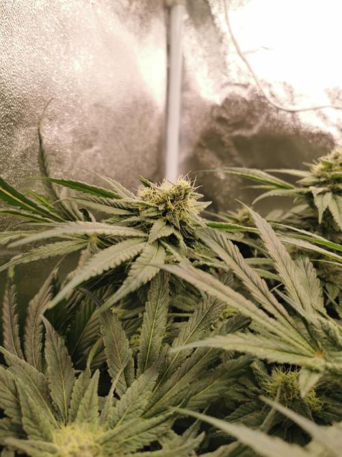 Apple Fritter Coco Grow. Week 12