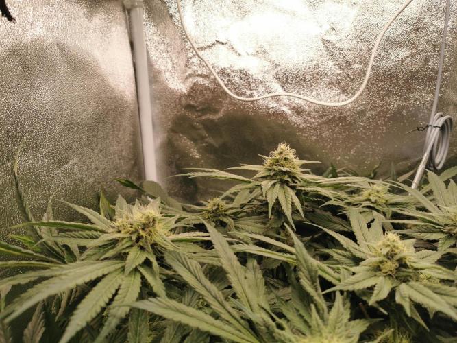 Apple Fritter Coco Grow. Week 12