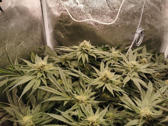 Apple Fritter Coco Grow. Week 12