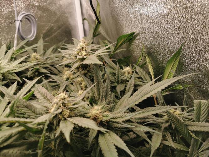 Apple Fritter Coco Grow. Week 12