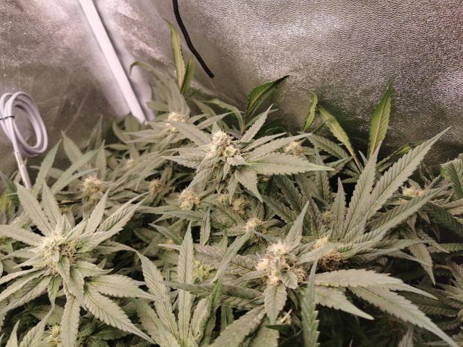 Apple Fritter Coco Grow. Week 12