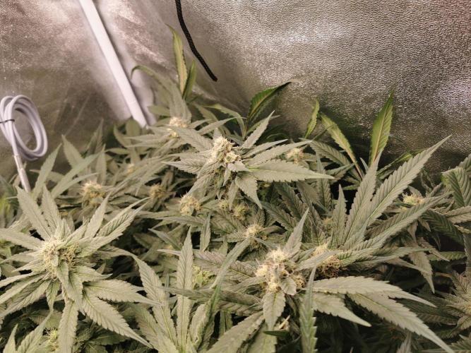 Apple Fritter Coco Grow. Week 12