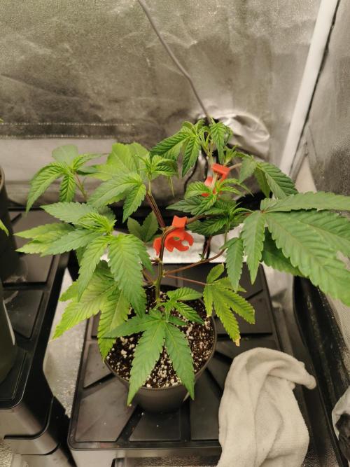 Zkittlez/The Original Z (TerpHogz Cut). Week 2