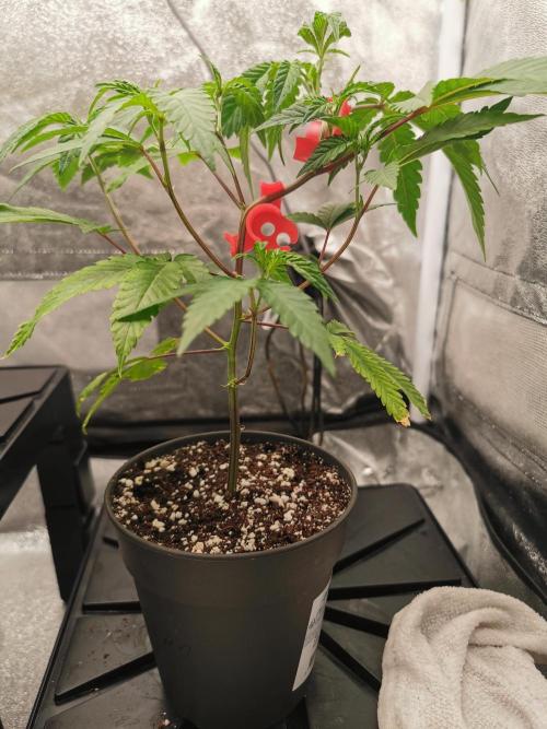 Zkittlez/The Original Z (TerpHogz Cut). Week 2