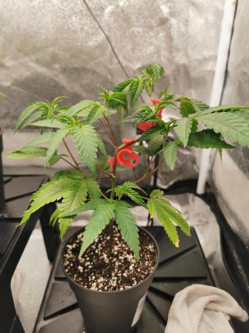 Zkittlez/The Original Z (TerpHogz Cut). Week 2