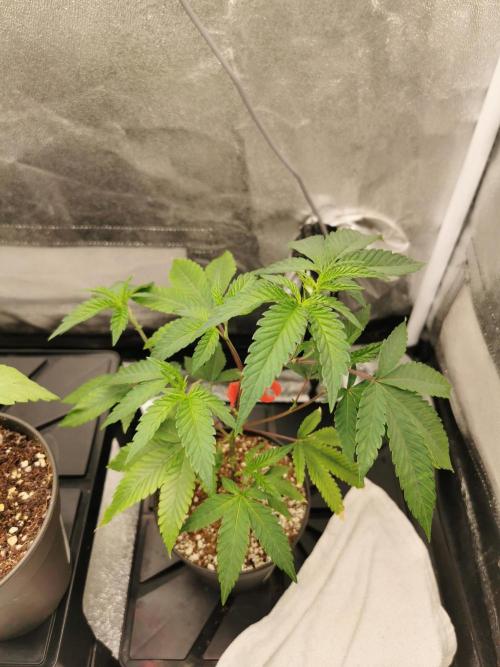 Zkittlez/The Original Z (TerpHogz Cut). Week 2