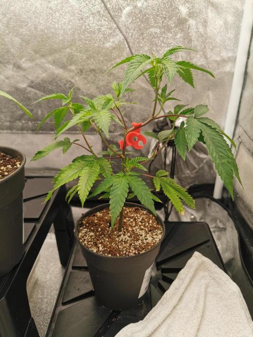 Zkittlez/The Original Z (TerpHogz Cut). Week 2