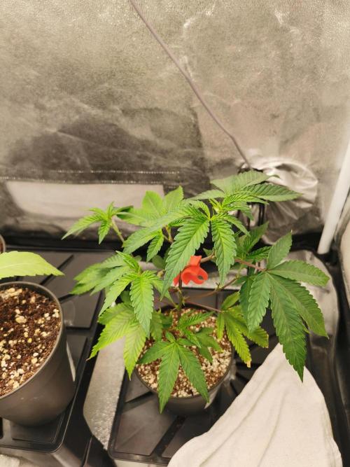Zkittlez/The Original Z (TerpHogz Cut). Week 2