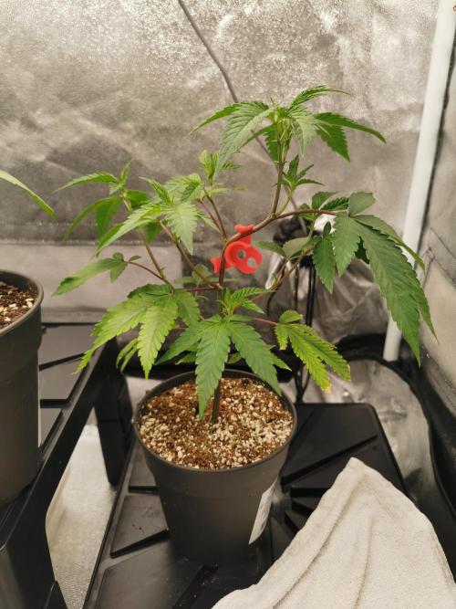 Zkittlez. Week 2