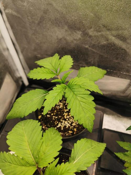 The White Sweet Candy OG / SSSC. Week 2