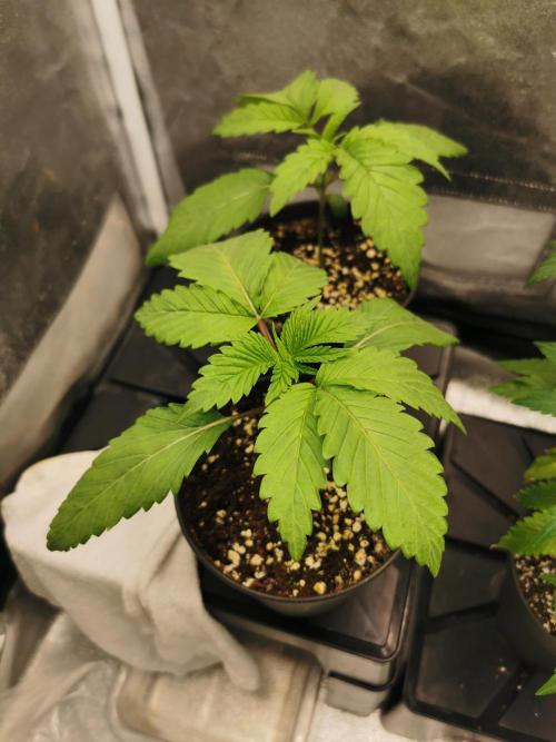 The White Sweet Candy OG / SSSC. Week 2