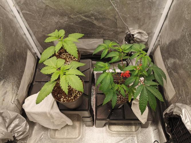 The White Sweet Candy OG / SSSC. Week 2