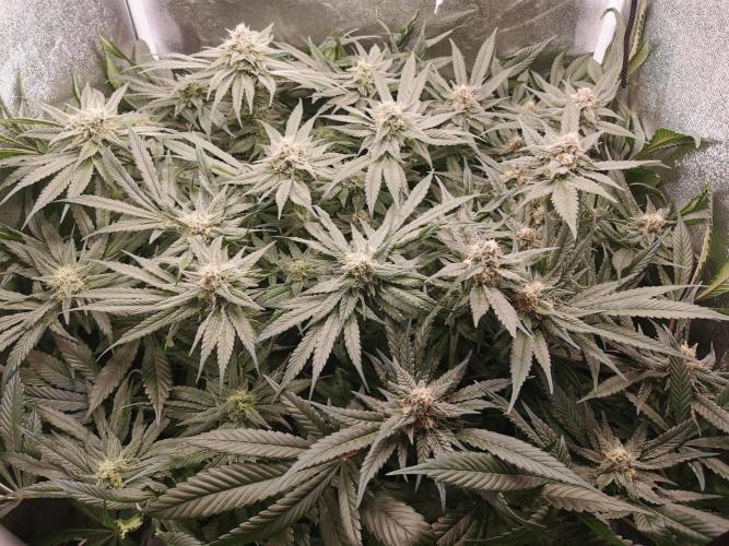 Apple Fritter Coco Grow. Week 13