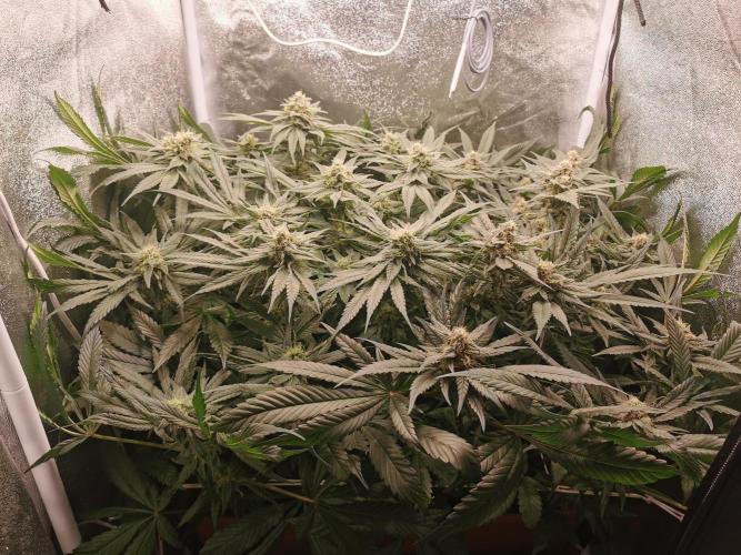 Apple Fritter Coco Grow. Week 13
