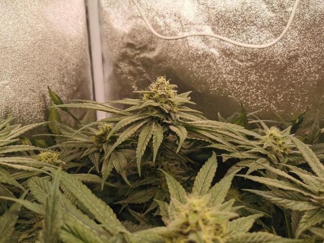 Apple Fritter Coco Grow. Week 13