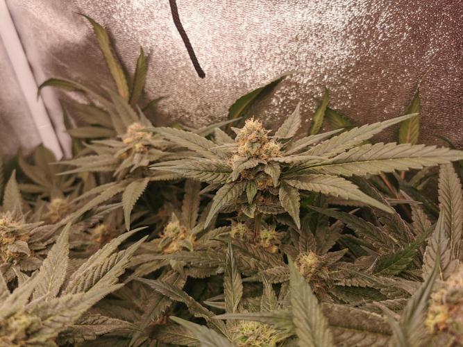 Apple Fritter Coco Grow. Week 13