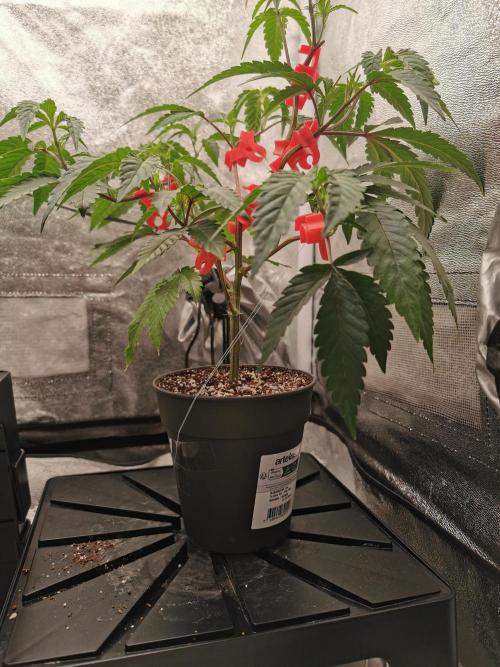 Zkittlez/The Original Z (TerpHogz Cut). Week 3