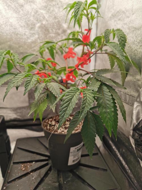Zkittlez/The Original Z (TerpHogz Cut). Week 3