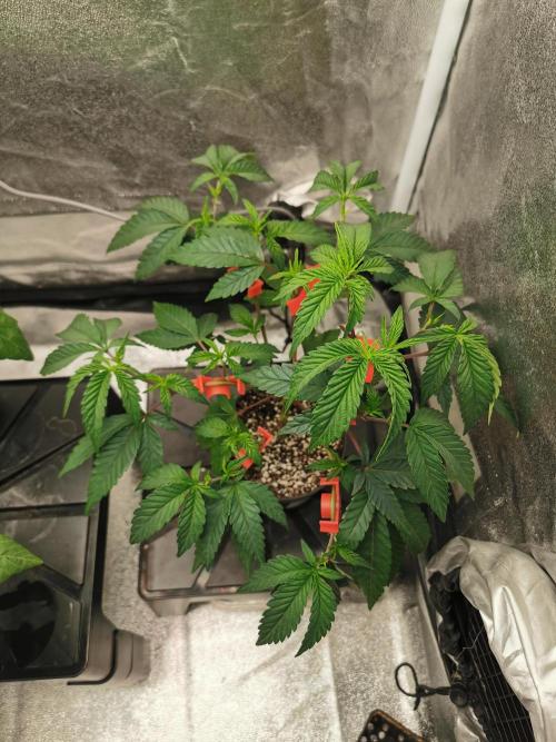 Zkittlez/The Original Z (TerpHogz Cut). Week 3