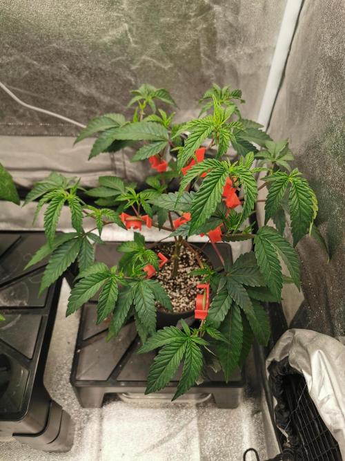 Zkittlez. Week 3