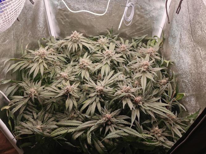Apple Fritter Coco Grow. Week 14
