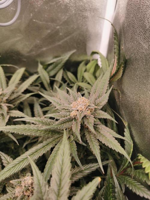 Apple Fritter Coco Grow. Week 14