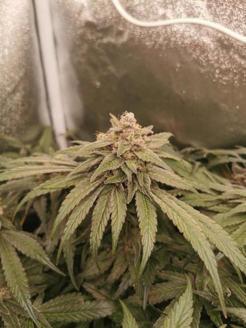 Apple Fritter Coco Grow. Week 14