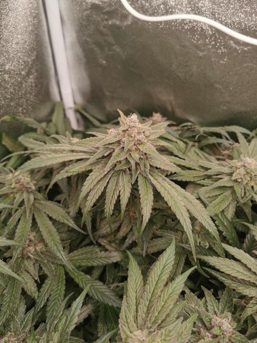 Apple Fritter Coco Grow. Week 14