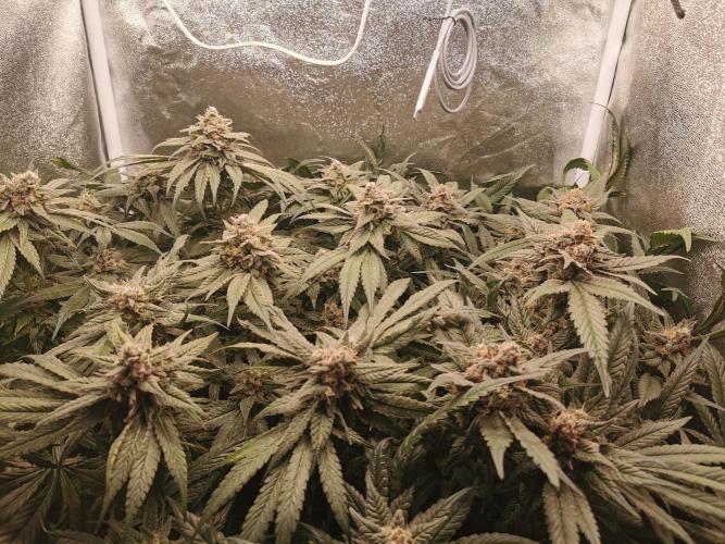Apple Fritter Coco Grow. Week 14