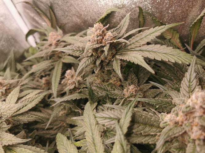 Apple Fritter Coco Grow. Week 14