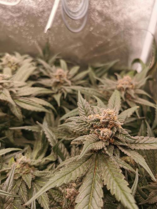 Apple Fritter Coco Grow. Week 14