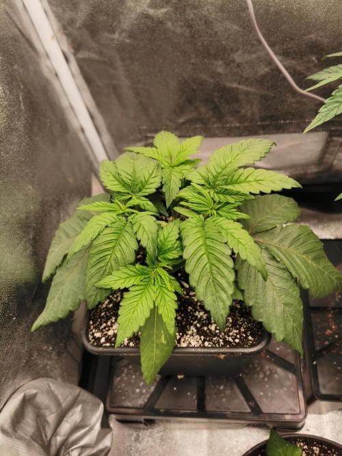 The White Sweet Candy OG / SSSC. Week 3