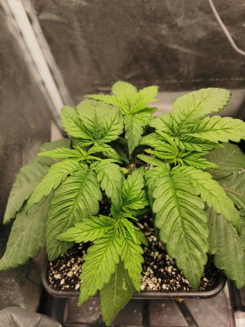 The White Sweet Candy OG / SSSC. Week 3