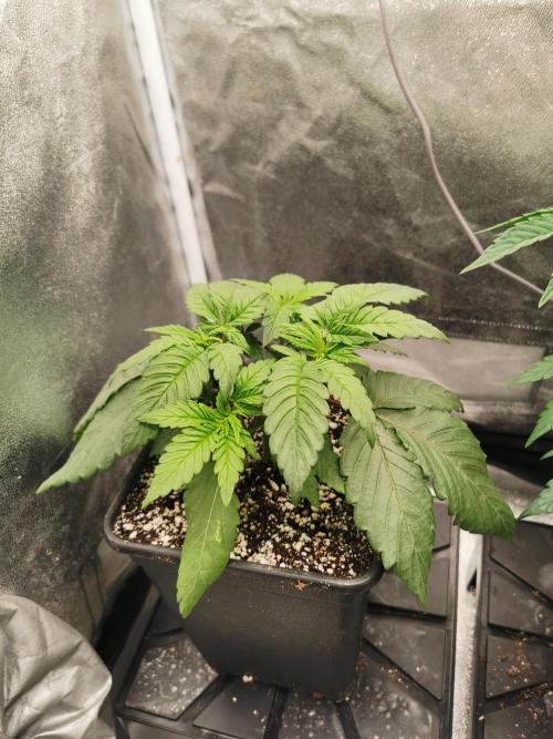 The White Sweet Candy OG / SSSC. Week 3