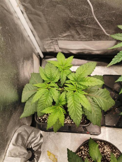 The White Sweet Candy OG / SSSC. Week 3