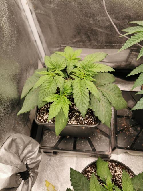 The White Sweet Candy OG / SSSC. Week 3