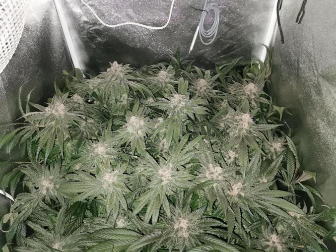 Apple Fritter Coco Grow. Week 15