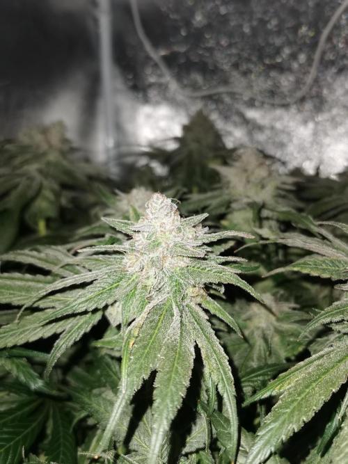 Apple Fritter Coco Grow. Week 15