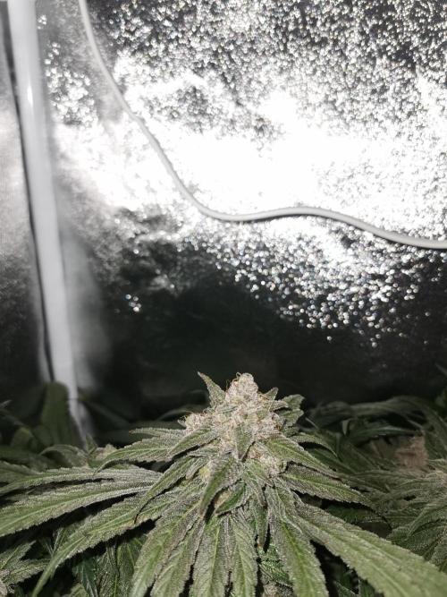 Apple Fritter Coco Grow. Week 15