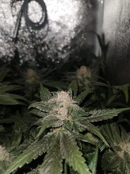 Apple Fritter Coco Grow. Week 15