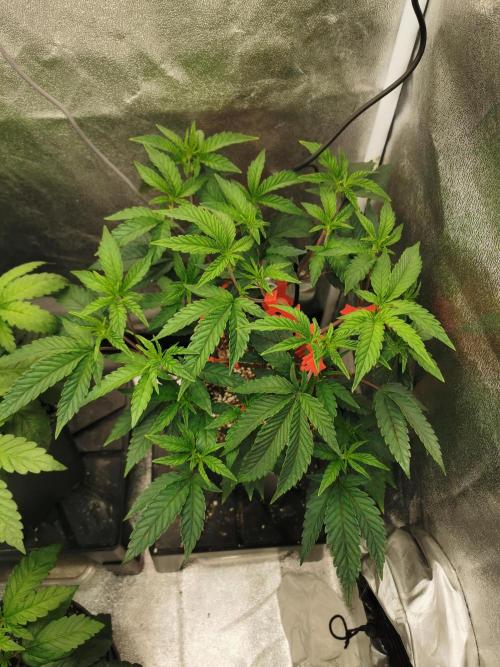 Zkittlez/The Original Z (TerpHogz Cut). Week 4