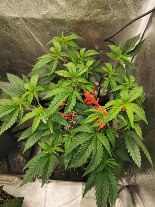 Zkittlez/The Original Z (TerpHogz Cut). Week 4