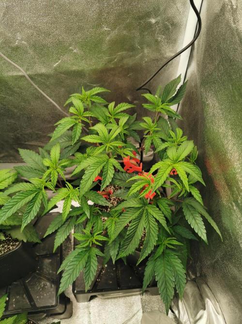 Zkittlez/The Original Z (TerpHogz Cut). Week 4