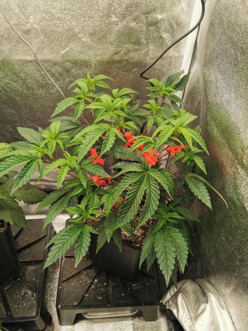 Zkittlez. Week 4
