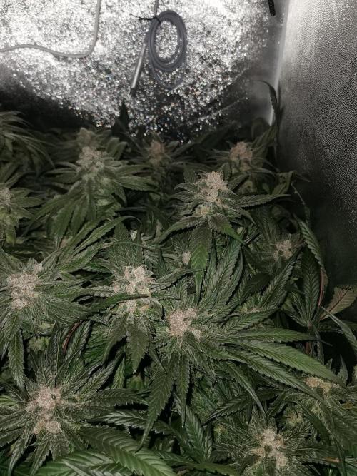 Apple Fritter Coco Grow. Week 16